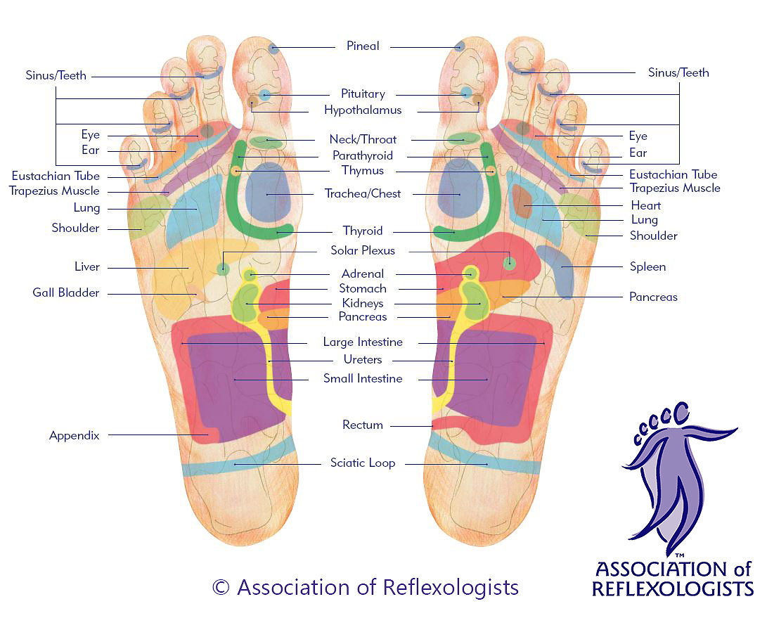 About Reflexology. Foot chart